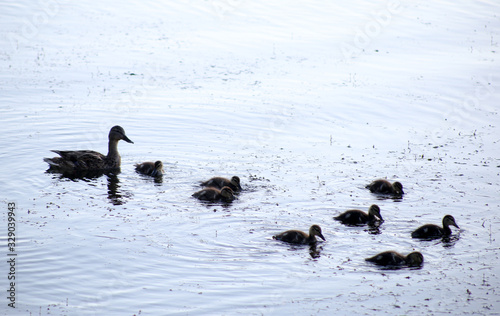 duck with ducklings swim in light waves