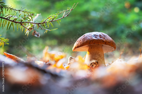 Obraz na plátně Big white mushroom porcini in autumn forest