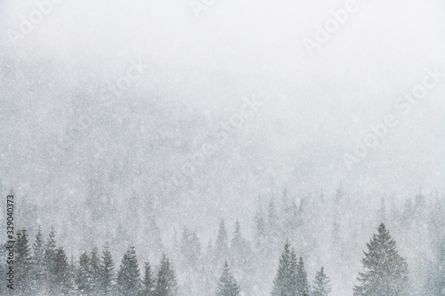 Snowstorm in winter mountains. Snowy spruce and pine forest. Landscape photography