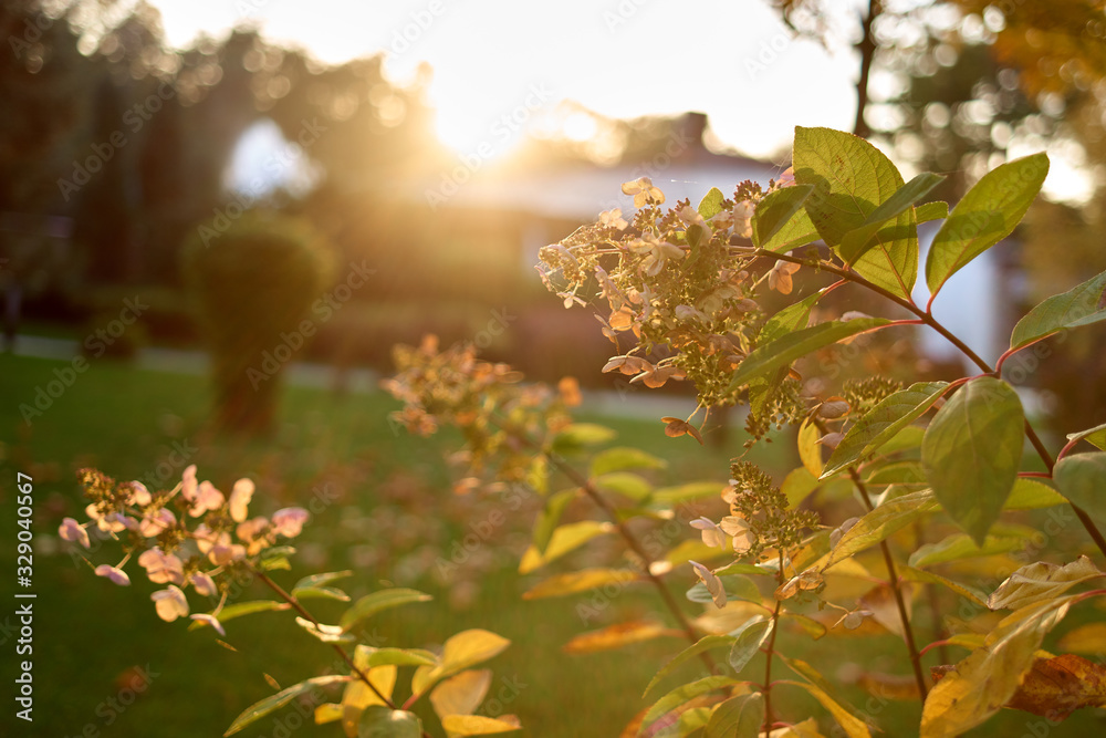 Obraz premium Close up plant with flowers. Bright morning sunshine.