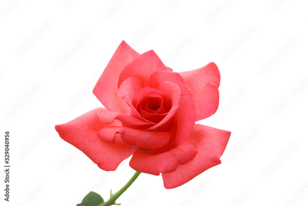 Delicate red ish pink rose with isolated white background Stock Photo