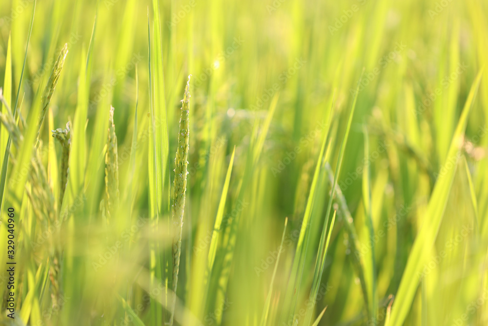 Rice paddy field under sunlight