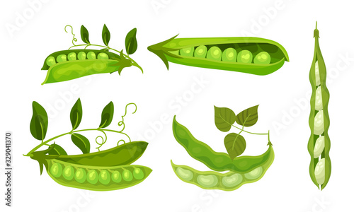 Green Peas in Pods Isolated on White Background Vector Set