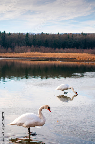 group of white swans on a mountain lake on a beautiful spring day against the backdrop of a distant forest