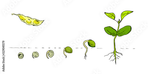 Phases Legume crops growing