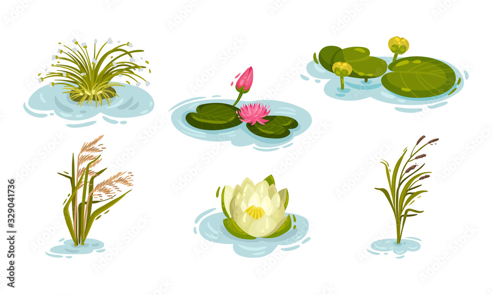 Water and Swamp Plants with Waterlily and Reed Vector Set Stock Vector |  Adobe Stock