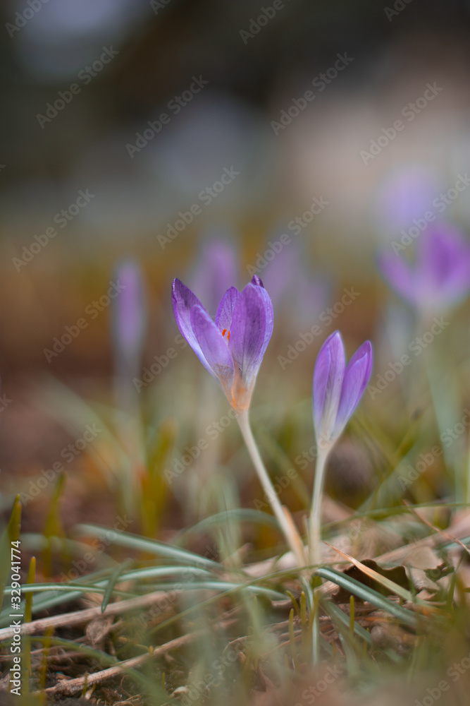 Close up of fresh purple Spring crocuses ready to open. Shallow depth of field, bokeh and blur. Green grass all around the flowers Close up of fresh purple Spring crocuses ready to open. Shallow depth of field, bokeh and blur. Green grass all around the flowers