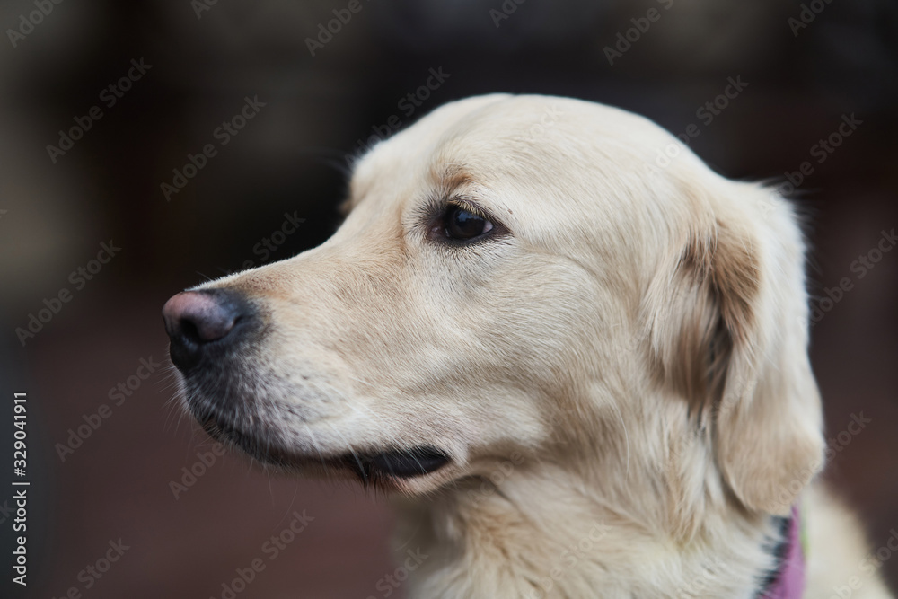 Golden Labrador Retriever with a collar sitting on the street. Close-up
