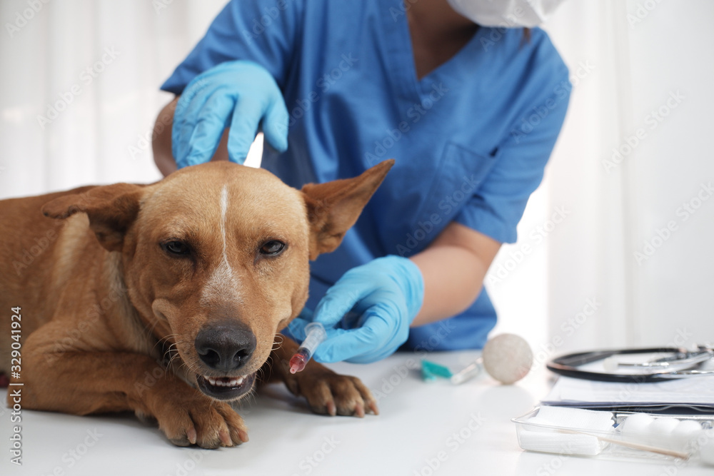 The veterinarian doctor treating, checking on dog at vet clinic The veterinarian doctor treating, checking on dog at vet clinic
