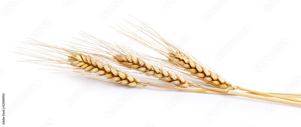 Three spikelets of wheat on a white background Three spikelets of wheat on a white background