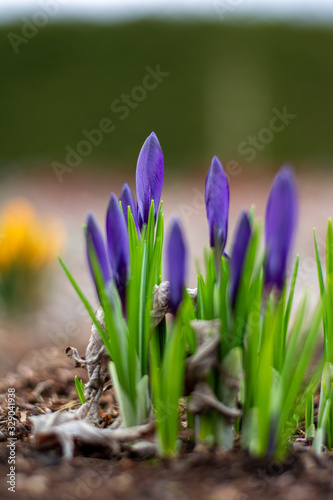 Close up of fresh purple Spring crocuses ready to open. Shallow depth of field  bokeh and blur. Green grass all around the flowers