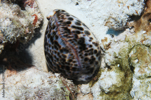 Tiger cowrie snail
