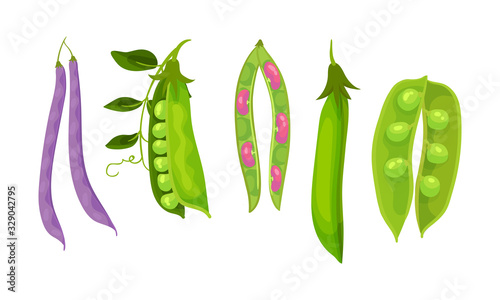 Leguminous Plants with Open Pods and Beans Inside Vector Set