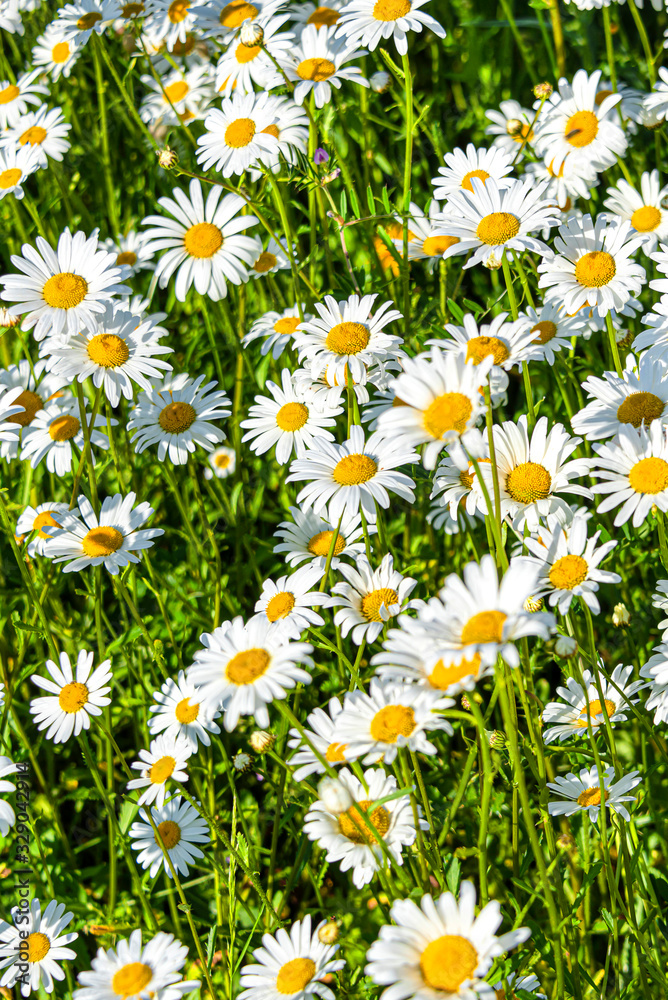 Fototapeta premium Beautiful meadow in springtime full of flowering daisies with white yellow blossom and green grass - oxeye daisy, leucanthemum vulgare, dox-eye, common daisy, dog daisy, moon daisy - concept garden
