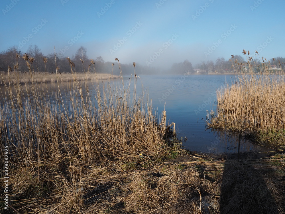 Sunny lake with light fog. The coast is overgrown with reeds.