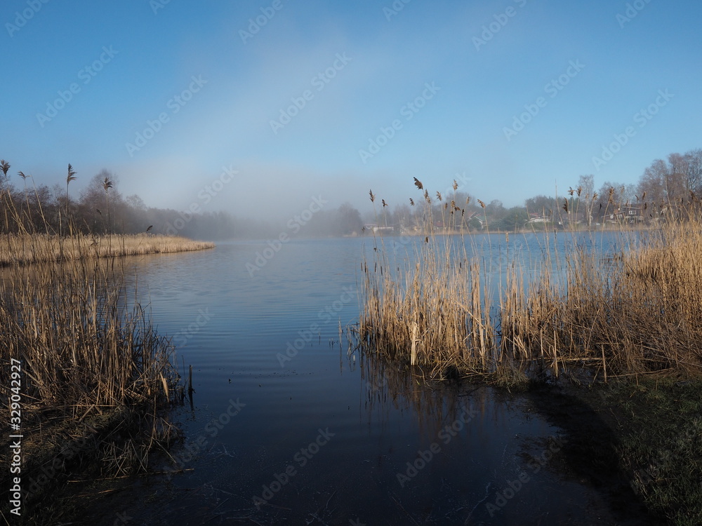 Fototapeta premium Sunny lake with light fog. The coast is overgrown with reeds.