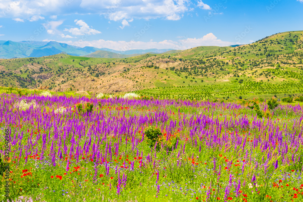 Obraz premium Summer purple flowers in a field in the mountains of Armenia