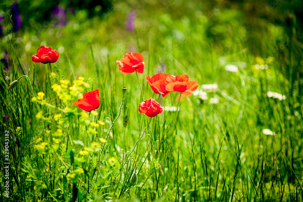poppies and forbs in the steppe poppies and forbs in the steppe