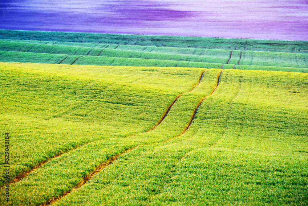 Green wheat rows and waves of the agricultural fields of South Moravia, Czech Republic. Can be used like nature background or texture