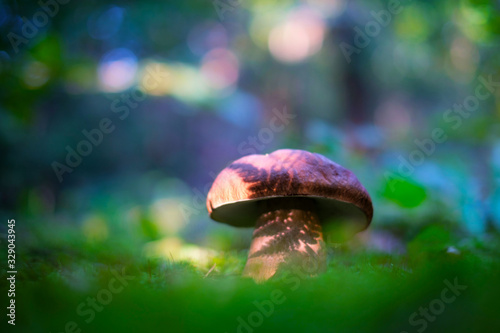 Canvas Print Big white mushroom in summer forest. Nature landscape photography