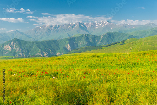 Poppy field at the foot of a high glacier mountain, landscape of Armenia on a summer day