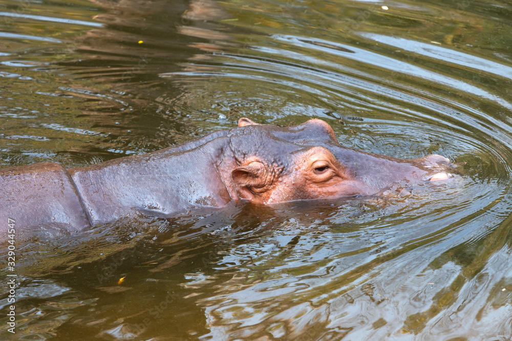 Obraz premium Hippopotamus amphibius in water with head above surface