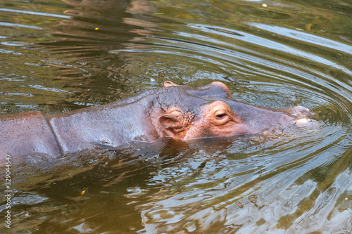 Hippopotamus amphibius in water with head above surface