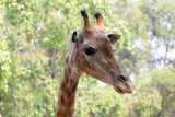 Front on view of a giraffe against green foliage