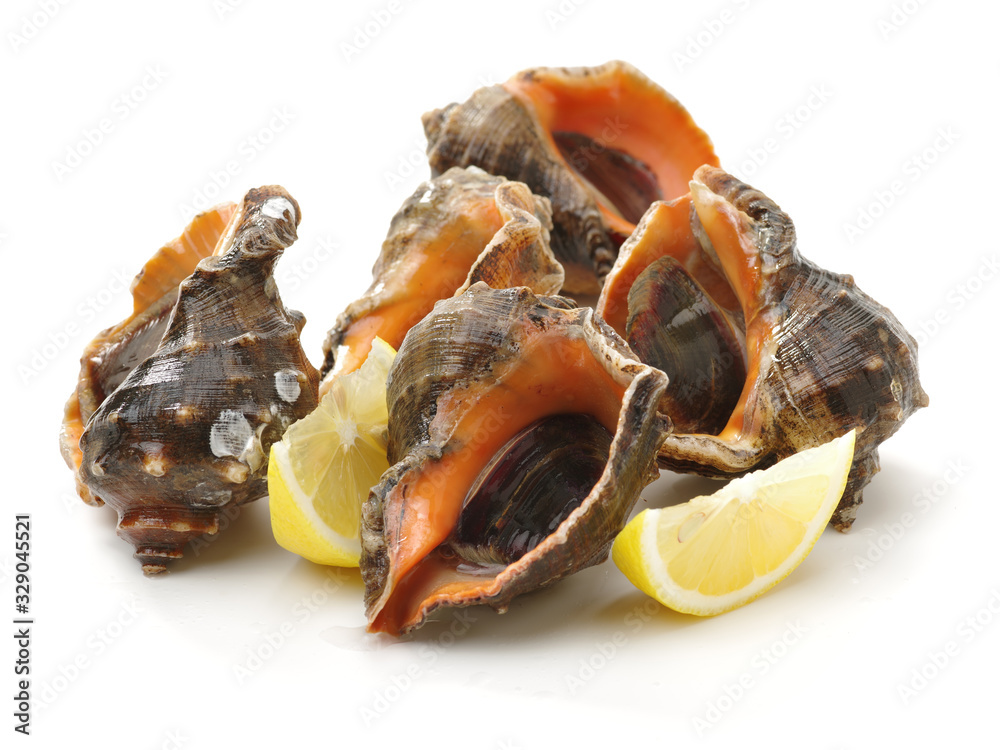 live conch on white background