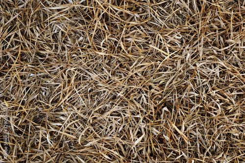 brown grass field background. dried bamboo leaf