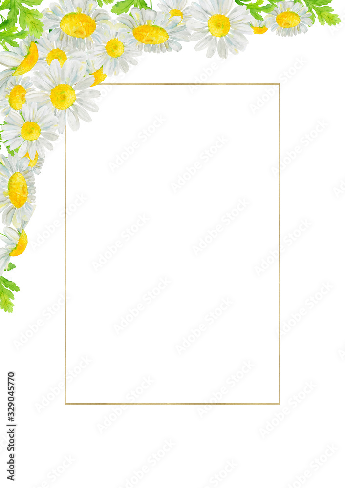 Watercolor hand drawn wild meadow chamomile flowers and gold frame isolated on white background. Design element for summer  card, poster, invitation etc.