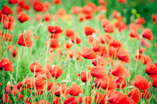 poppy is a symbol of victory in war