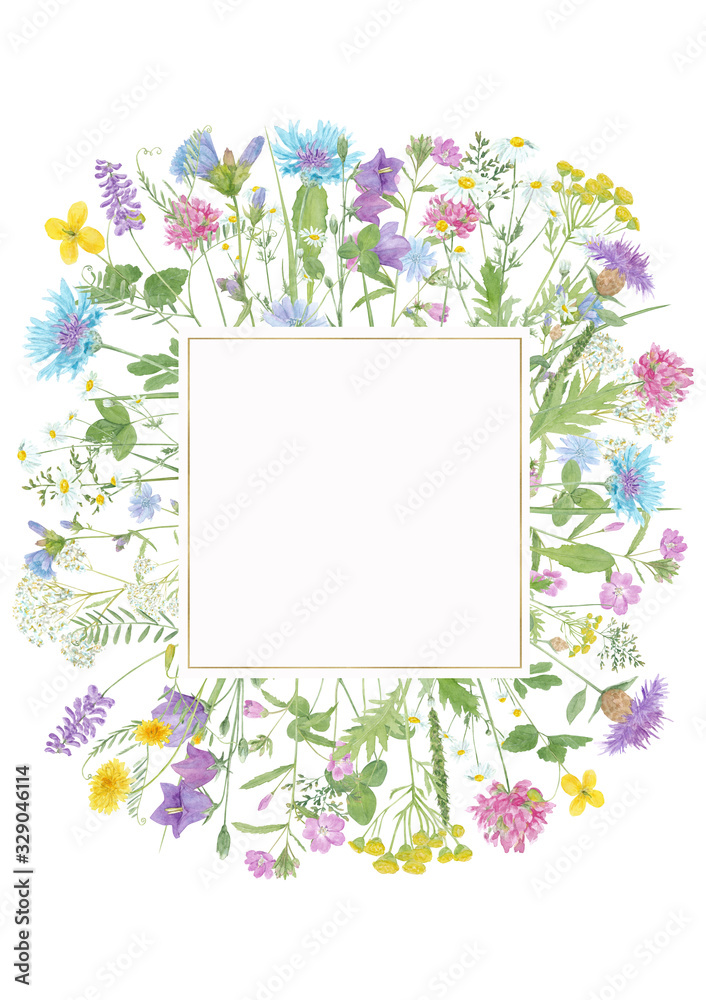 Watercolor hand drawn floral summer square composition with  wild meadow flowers (clover, cornflower, tansy, cow vetch, chamomile, chicory) and gold frame with copy space isolated on white background
