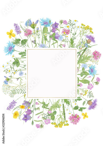 Watercolor hand drawn floral summer square composition with wild meadow flowers (clover, cornflower, tansy, cow vetch, chamomile, chicory) and gold frame with copy space isolated on white background