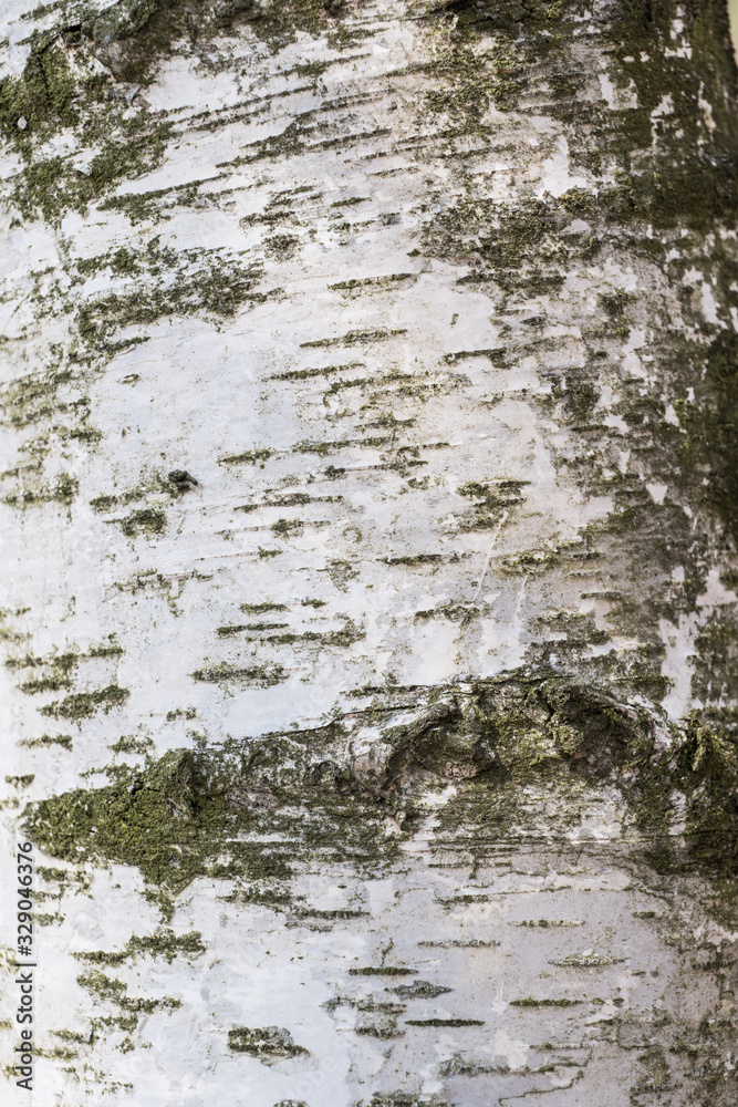 Obraz premium Silver birch, Betula pendula, bark