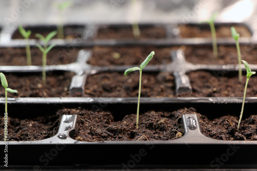 Tomato plants. Seedlings of tomatoes. Growing. Young green plants. Green sprouts of tomato.