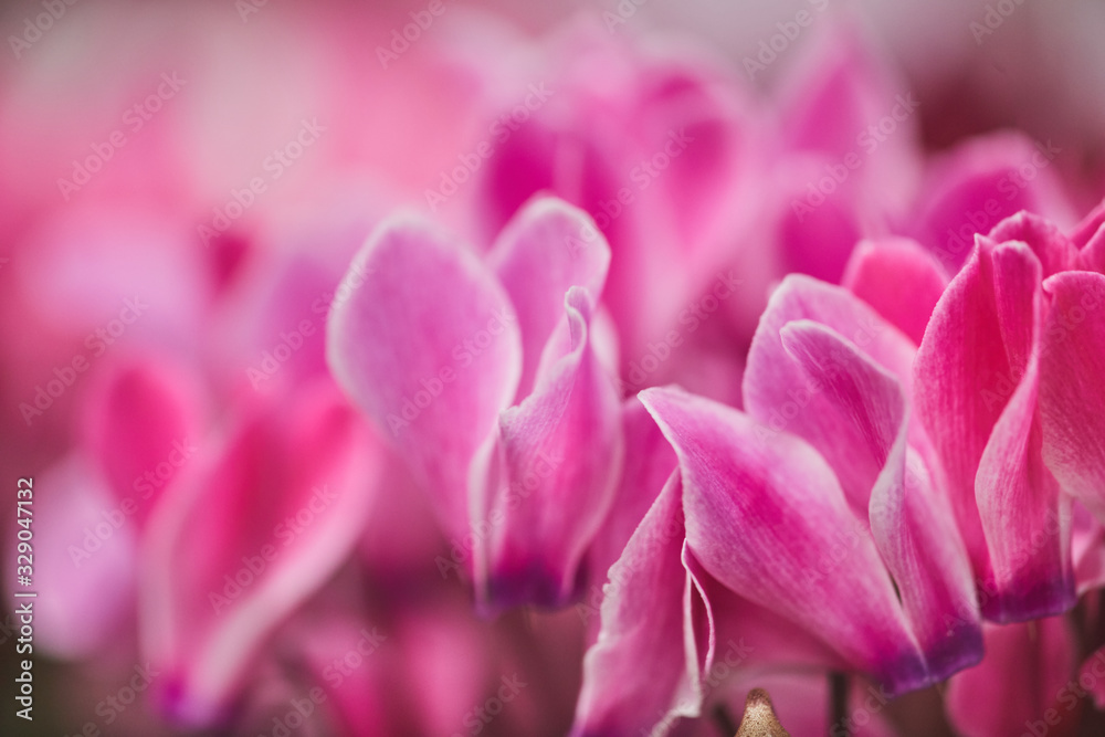 Background image of pink flower petals, macro close up, copy space