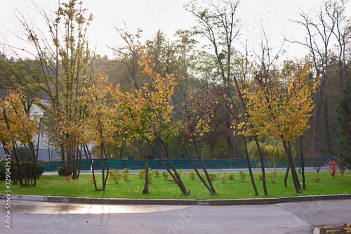 Slanted autumnal trees. Trees close to the road.