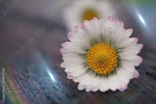 daisy flower plant in the garden in the nature, white petals