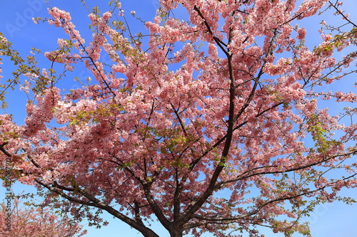 河津桜。日本の桜の花 © kunio