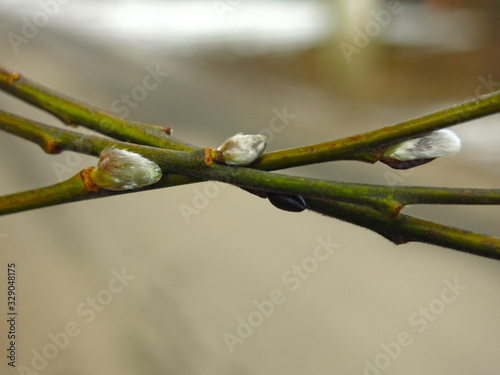 willow branches with buds in early spring large