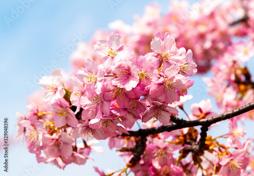 河津桜。日本の桜の花