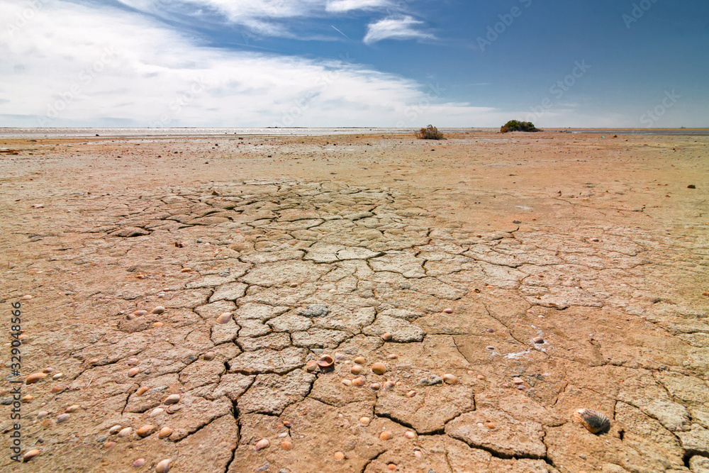 Panoramic view of the sunny, deserted and scratched scrubland of the Camargue during the dry season, in France. Panoramic view of the sunny, deserted and scratched scrubland of the Camargue during the dry season, in France.