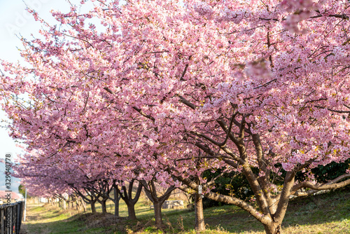 Fototapeta Naklejka Na Ścianę i Meble -  河津桜。日本の桜の花