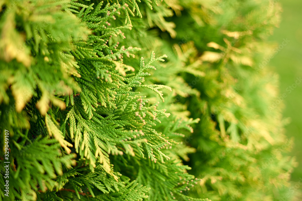 Juniper branches close-up. Green cypress.