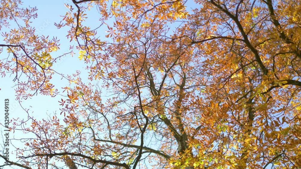 Below autumn leaves in a park rotation in 4k slow motion 60fps Below autumn leaves in a park rotation in 4k slow motion 60fps