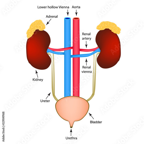 The structure of the kidneys and bladder. Excretory system. Infographics. Vector illustration on isolated background.