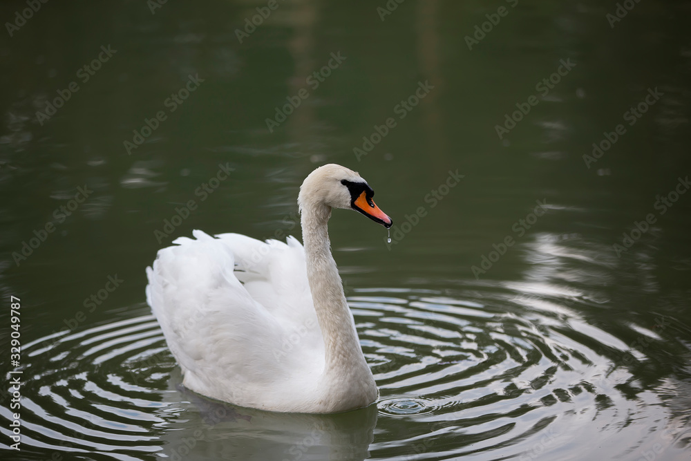 White swan in the wild. A beautiful swan swims in the lake.