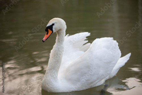 White swan in the wild. A beautiful swan swims in the lake.