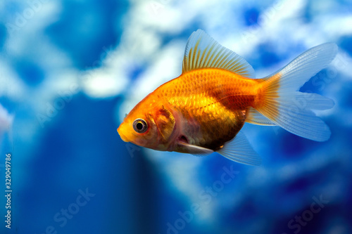 Ryukin Goldfish aka Carassius auratusb in aquarium © ArtEvent ET
